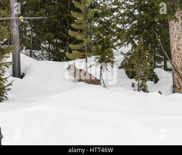 Bobcat near Madison River in Yellowstone Natcional Park. Stock Photo