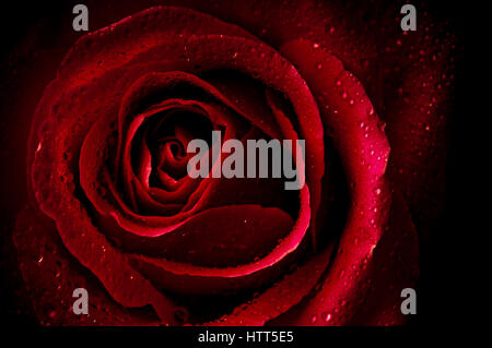 red rose with drops of water on petals Stock Photo
