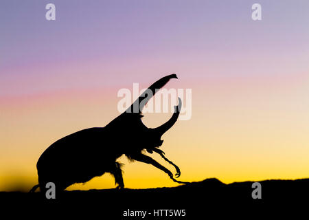 Western Hercules Beetle male walking on log, silhouetted by pink and yellow predawn glow. This rhinoceros beetle was photographed in Arizona. Stock Photo