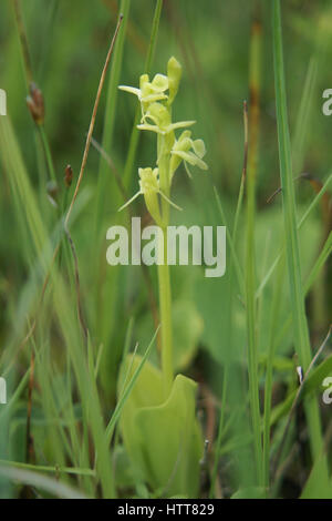 Liparis loeselii var. ovata Stock Photo