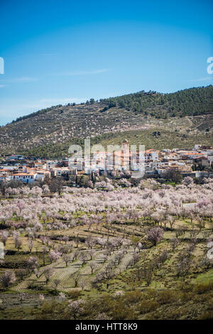 Almond trees blooming in rural parts Sierra Nevada, Spain Stock Photo