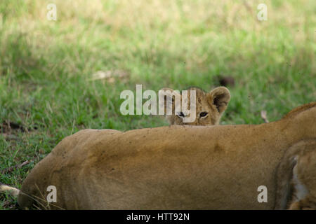 African lion (Panthera leo) cub peering over a resting adult, Masai Mara National Reserve, Kenya, East Africa Stock Photo