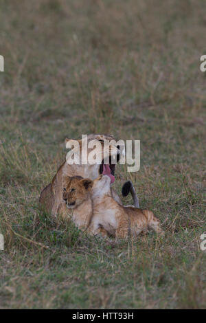 African lion (Panthera leo) female with her two cubs, Masai Mara National Reserve, Kenya, East Africa Stock Photo