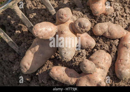 Pink Fir Apple Potatoes (Solanum tuberosum). Stock Photo