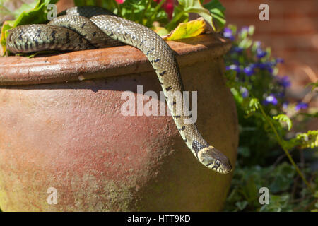 Grass Snake (Natrix natrix helvetica). Reaching from a plant ceramic clay pot in a garden. Norfolk. England. Stock Photo
