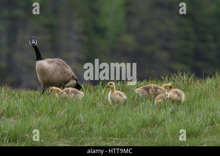 Canada Goose (Branta canadensis). Mother with goslings, early spring. Acadia National Park, Maine, USA. Stock Photo