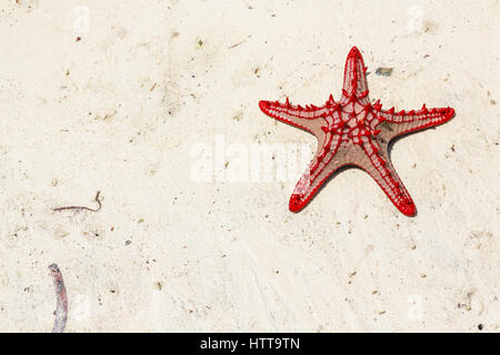 Red knobbed starfish on beach. Watamu, Kenya. Stock Photo