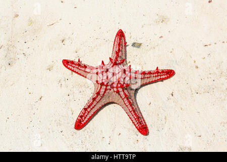 Red knobbed starfish on beach. Watamu, Kenya. Stock Photo