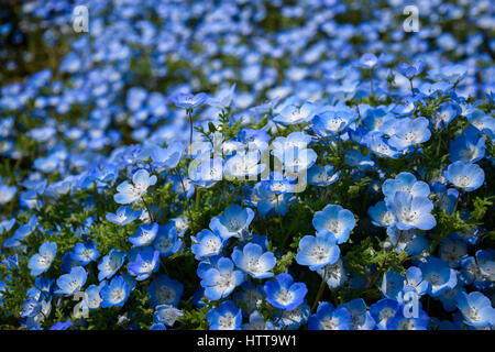 close-up-nemophila-at-hitachi-