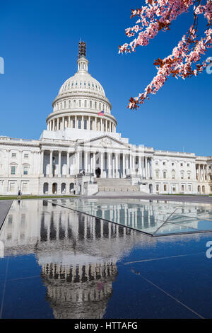 US Capitol over blue sky with blooming cherry on foreground