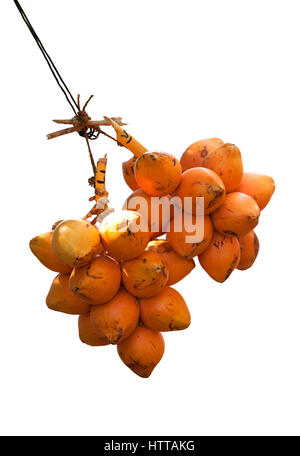 Two bunch of orange king coconuts display for sell  on white background from sri lanka Stock Photo