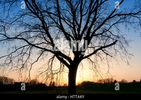The broken branch - A backlit tree without leaves during a winter nightfall Stock Photo