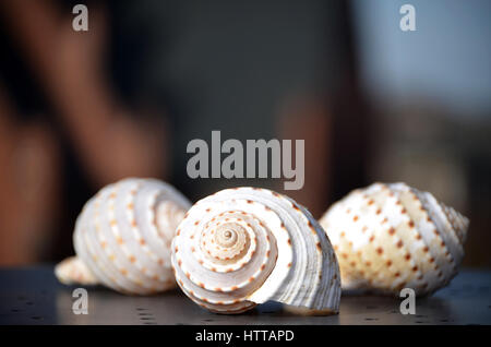 Two shells of Giant Tun snails (Tonna galea) Stock Photo