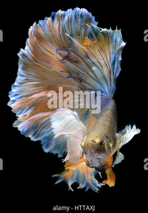 Colorful  waver of Betta Saimese fighting fish  beauty and freedom in black background photo with studio flash lighting.