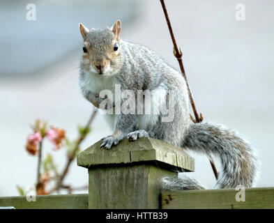 Grey Squirrel sitting on garden fence post after eating peanuts from garden feeder. Stock Photo