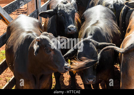 Herd of black oxen confined together on a corral of a farm. Stock Photo