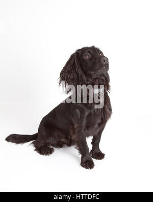 Studio portrait against a white background of an attentive young black working cocker spaniel dog sitting Stock Photo