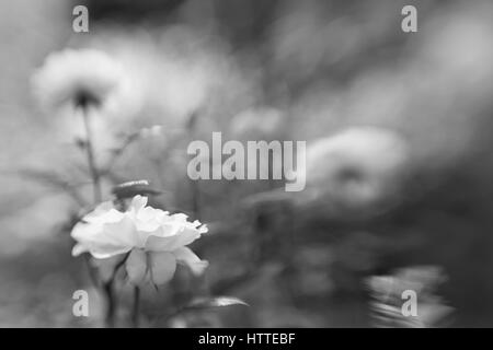white rose in black and white in an abstract picture Stock Photo