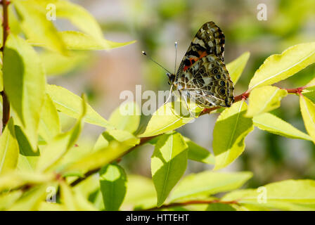 Close-up of Painted Lady butterfly resting on the branch of a shrub in the spring. Stock Photo