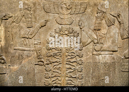 Assyrian relief sculpture panel  of King  Ashurnasirpal II dressed in Ritual robes, he is depicted twice on either side of the central sacred tree of  Stock Photo