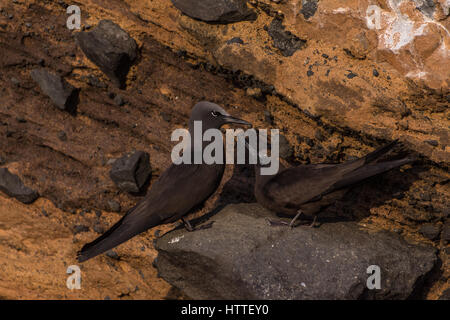 A pair of Brown Noddy Terns (Anous stolidus) standing on the rocky shore in the Galapagos Islands. Stock Photo