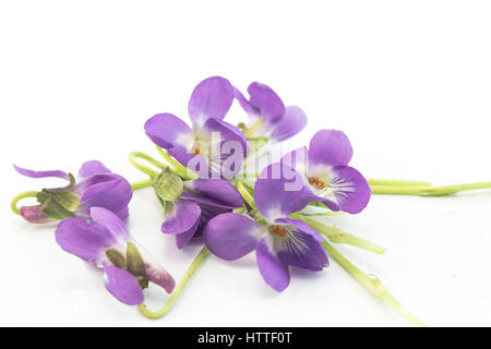 Violets, Viola Odorata Isolated on White. Stock Photo