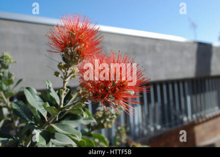 Crimson Bottlebrush (Callistemon citrinus var splendens, Myrtaceae family) red flowers. Weeping evergreen shrub to small tree. Stock Photo