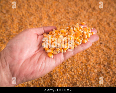 Corn seeds in hand with pile of ripe corn seeds in background. Stock Photo