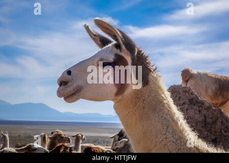 Lamas Lamas herd in Eduardo Avaroa National Park, Bolivia Stock Photo