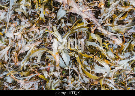 Overhead and closeup shot of seaweed in the United Kingdom. Stock Photo