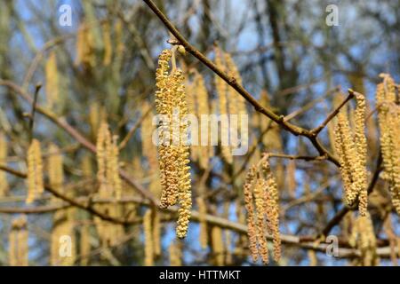 Catkins on a hazel tree Corylus avellana in spring Pembrokeshire Wales Stock Photo