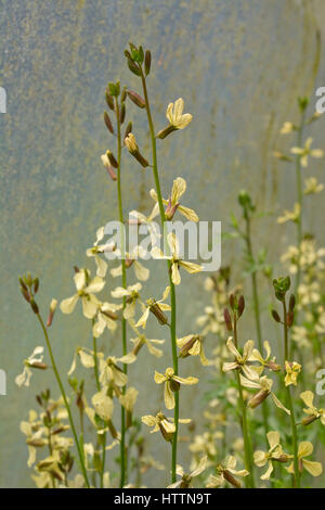 Flowering eruca sativa, rocket Stock Photo
