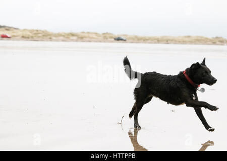 Black Patterdale Terrier, playing and running on a beach in North Wales Stock Photo