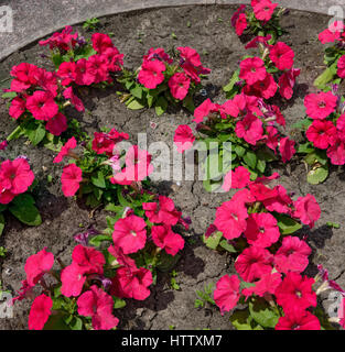 Close-up many red Petunia flowers that are on grey groun and green leaves background in bright sunlight. Stock Photo