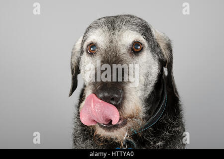 Lab Saluki Lurcher Cross - 10 years old - Male Stock Photo