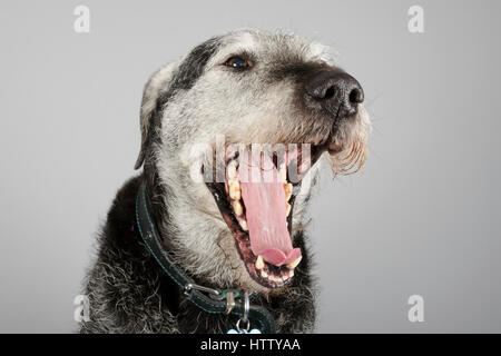 Lab Saluki Lurcher Cross - 10 years old - Male Stock Photo