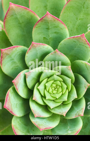 Aeonium haworthii, Haworth's aeonium, pinwheel.  A succulent flowering plant. Stock Photo