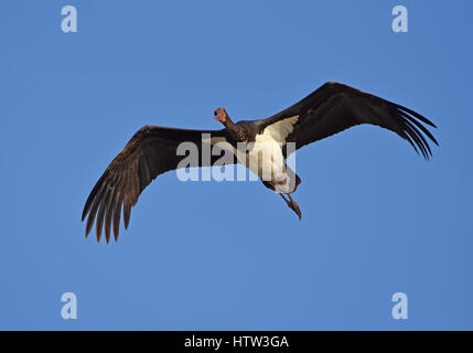 Black stork (Ciconia nigra)  flying Stock Photo