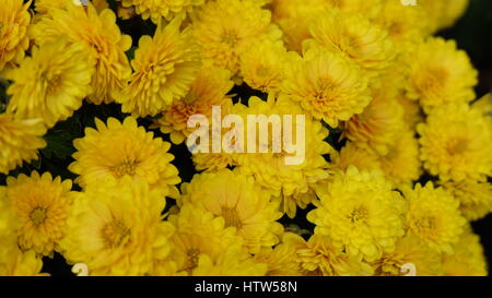 Small yellow chrysanthemum flowers blooming in autumn, Japan. Stock Photo