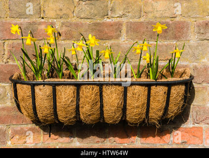 Dwarf daffodils in a wall basket, Chartwell, Kent, UK Stock Photo