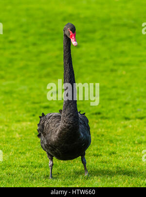 Black Swan standing tall at Chartwell, Kent, UK Stock Photo