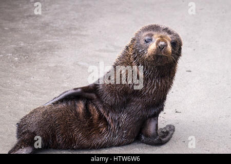 Baby seal on beach Stock Photo