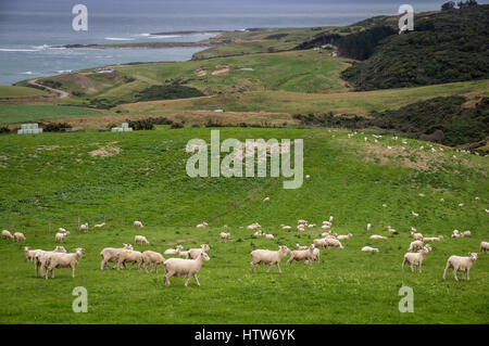 Sheep and lambs grazing on picturesque landscape in New Zealand Stock Photo