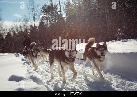 Siberian dog pulling sleigh carrying man Stock Photo