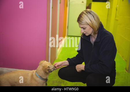 Woman feeding puppy Stock Photo