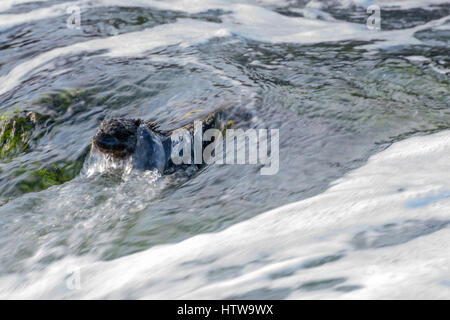 Waves breaking over a Marine Iguana (Amblyrhynchus cristatus) in the Galapagos Islands, Ecuador. Stock Photo