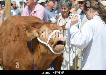 TENDRING SHOW ESSEX UK  11 JULY  2015: Large Brown cow being exhibited at agricultural show Stock Photo