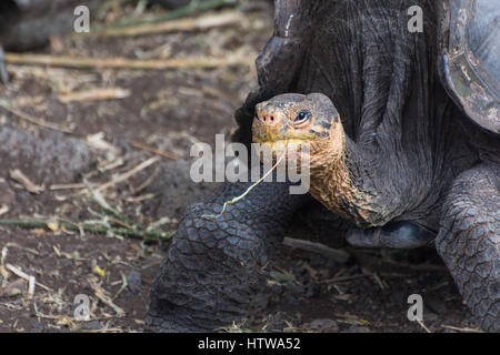 Galapagos Giant Tortoise in the Tortoise Breeding Center operated by the  Galapagos National Park on Santa Cruz Island. Stock Photo