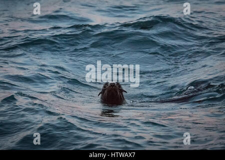 Australian Fur Seal (Arctocephalus pusillus) Stock Photo