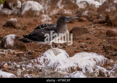 An immature Blue Booby (Sula nebouxii) standing on a rock with one foot raised on the Galapagos Islands. Stock Photo